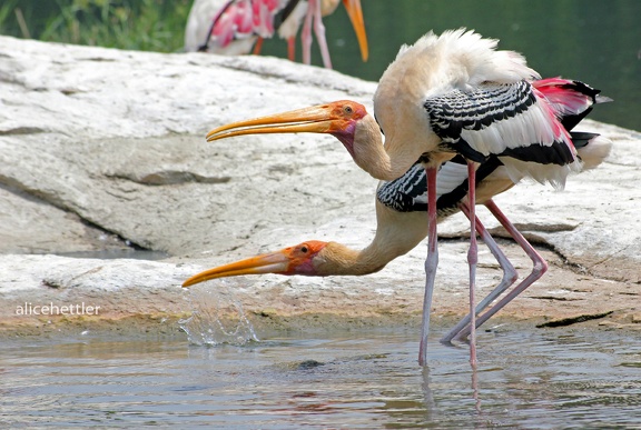 Buntstorch (Mycteria leucocephala)